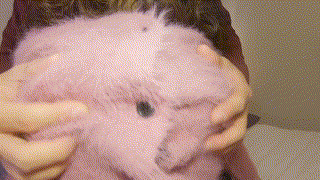 dht091【ももか】